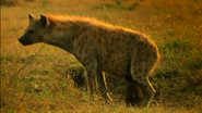 SRNGTI Hyena