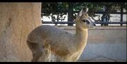 Klipspringer as Microceratus