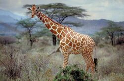 Somali Or Reticulated Giraffe 600.jpg