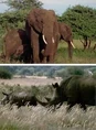 Three Rhinos One Elephant.jpg (10 KB)