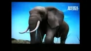 UTAUC African Elephant 2.png (516 KB)
