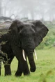 5501884-elephants-in-the-rain.jpg (23 KB)