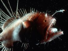 Angler-fish 222 600x450.jpg