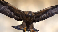 American Golden Eagle as Bat Hawk