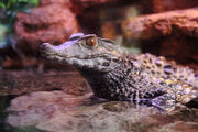 Caiman, Cuvier's Dwarf.jpg