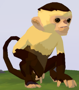 White-Headed Capuchin