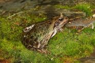 Common Frog