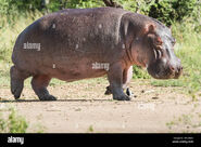Common Hippopotamus in Kenya