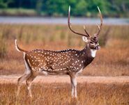 Deer, Indian Chital