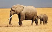 Detecting Elephants