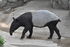 Malayan Tapir as Isisaurus