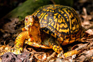 Eastern box turtle