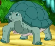 GDG Giant Tortoise
