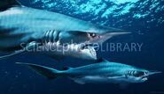 Helicoprion as Futabasaurus