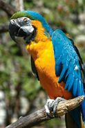 Macaw, Blue and Gold