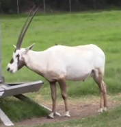 Natural Bridge Wildlife Ranch Arabian Oryx