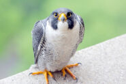 Peregrine falcon (Falco peregrinus)