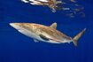 Silky Shark as Terminonatator