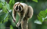 Slow Loris as Ashima