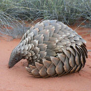 Ground Pangolin as Gastonia