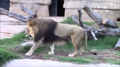 Tulsa Zoo Lion