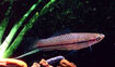 Green Swordtail