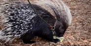 Central Florida Zoo Porcupine