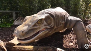 Chester Zoo Megalania