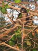 Dusky Leaf Monkey