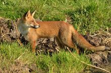 Fox, European Red.jpg