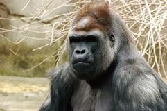 Gorilla.jpg