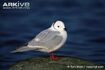 Ross's Gull