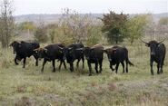Herd of Aurochs