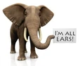 I'm All Ears.jpg (42 KB)