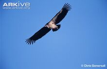 Indian-vulture-in-flight-view-from-beneath.jpg