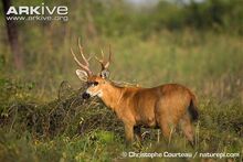 Marsh-deer-stag.jpg