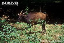 Mountain Anoa.jpg