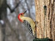 Red-bellied-Woodpecker-at-Tree-3-1024x768.jpg