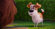 Secret-life-pets-disneyscreencaps.com-7846