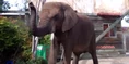 Six Flags African Elephant.png (2.01 MB)
