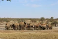 Some-of-the-60-elephants.jpg (39 KB)
