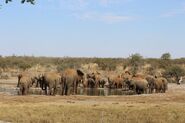 60 Elephants as Themselves