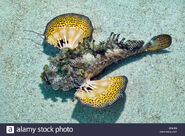 Two-stick-stingfish-inimicus-filamentosus-JMJJ86