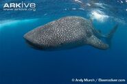 Whale Shark as Carly