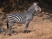 Plains Zebra as Bambi