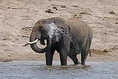 293px-African bush elephant (Loxodonta africana) spraying water Over His Ears.jpg (26 KB)
