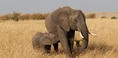 African-Elephant-2.jpg (3.32 MB)