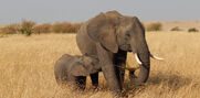 African-Elephant-2