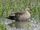 Indian Spot-Billed Duck
