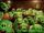 Green Pigs